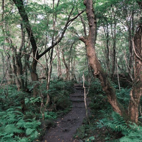 교래 곶자왈 탐방로